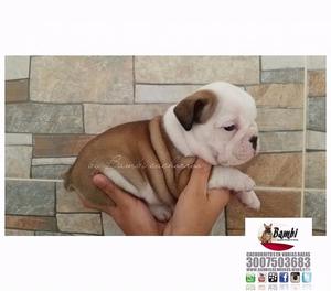 Bulldog ingles en medellin cachorritos divinos