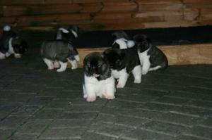 Lindos Cachorros Akita