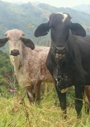 Vaca Gyrolanda Preñada Y Su Hija