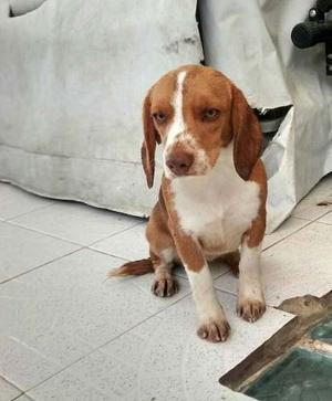 Vendo O Cambio Cachorra Beagle