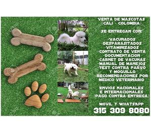 Adorables Samoyedos cachorros en venta