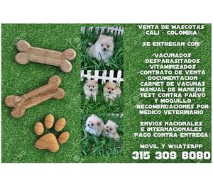 Afectuosos cachorros Pomerania Lulu en venta garantizados