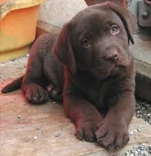 Cachorras Labrador Chocolate Originales