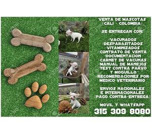 Venta de cachorros Chihuhuahua finos