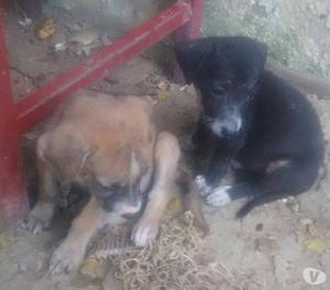 GRATIS, 8 Perros Criollos, Recien Nacidos, Parasitados, Herm