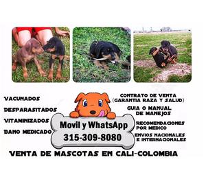 Preciosos cachorros Doberman negros y chocolates finos