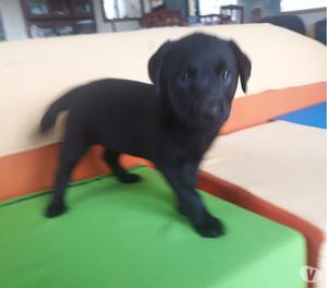 Lindos Labrador Retriver Garantia Salud y Raza