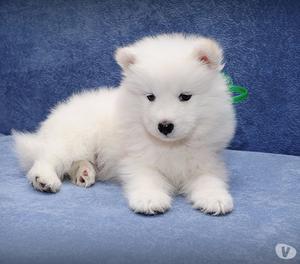 Bebes Samoyedo Disponibles Favorables