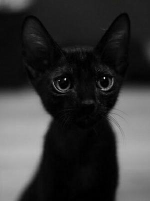 Gatos Negros Bebes