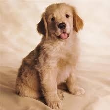 Cachorros Golden Retriver Originales