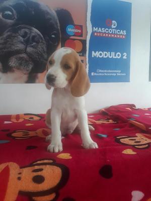 Bella Beagles Mini