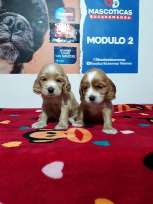 Bellos Cocker Spaniel en Venta