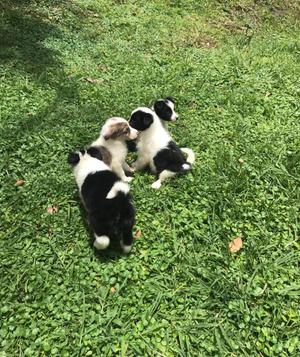 Border Collie