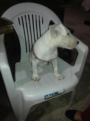 Bull Terrier Hembra