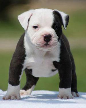Busco perro Pitbull para adoptarlo