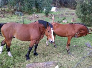 Caballos Belga 