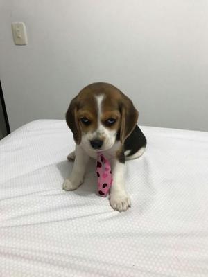 Cachorrita Beagle Hermosa en Venta