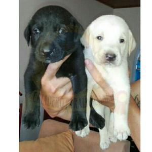 Cachorritos Labrador Negro Y Dorados