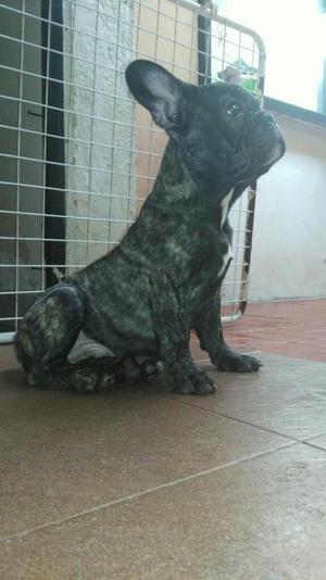 Cachorro Bulldog Francés en Venta