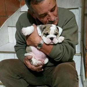 Cachorro Bulldog Ingles