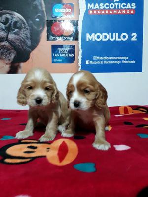 Cachorros Cocker en Venta