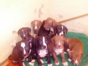 Cachorros Pitbull