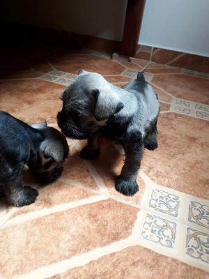 Cachorros Schnauzer