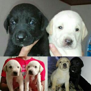 Cachorros de Labrador Criadero Certificado