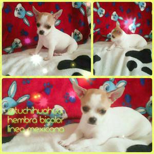 Ejemplar Chihuahua For Sale Importada