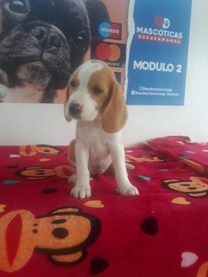 Espectacular Bembra Beagles Mini