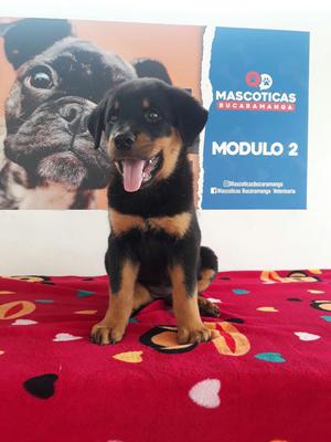 Excelentes Rottweiler en Venta