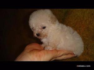 French Poodle Tacita de Te