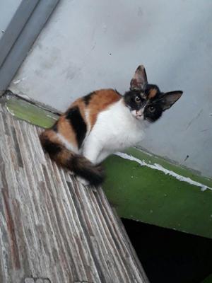 GATICA EN ADOPCION