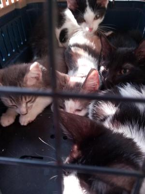 Gatitos en Adopción