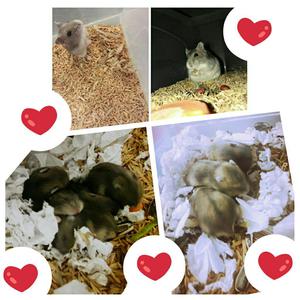Hamster Raza Ruso,raza Pequeña,razapura