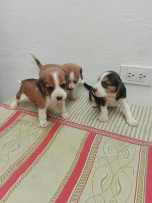 Hermos Perros Beagles Puros