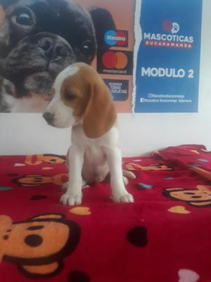 Hermosa Beagles Mini