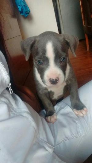 Hermosa Pitbull Blue Original