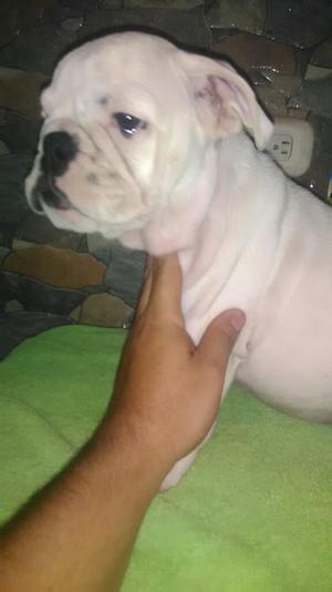 Hermoso Buldog Ingles Puro