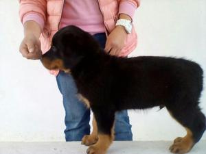 Hermoso Rottwailler