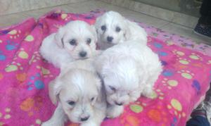 Hermosos Cachorros