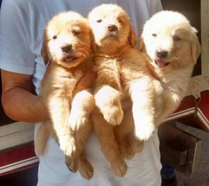 Hermosos Cachorros de Golden Retriver Machos Y Hembras