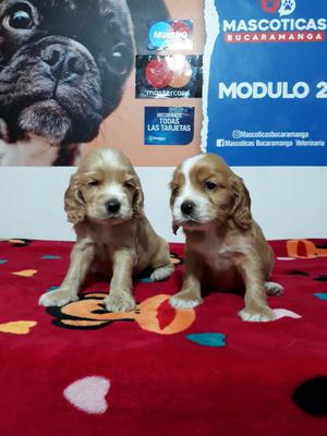 Hermosos Cocker Spaniel en Venta