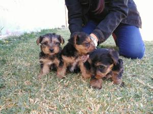 Hermosos Machos Yorkshire Terrier