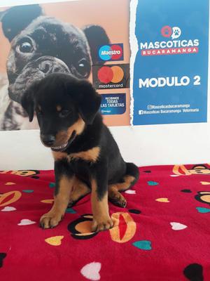 Hermosos Rottweiler en Venta