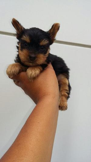 Hermosos Yorkshire Terrier Lulu