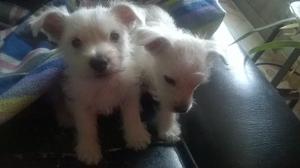 Hermosos cachorros Westy West Highland White Terrier listos