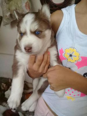 Husky Rojos de Ojos Azules 2 Hembras