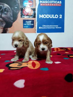 Lindos Cocker Spaniel en Venta