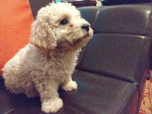 Perrito french poodle